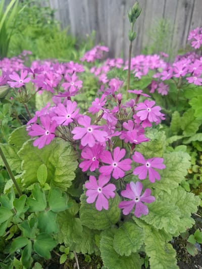 A close-up, eye-level shot captures a cluster of bright pink, five-petaled flowers with dark centers in Sukhoy Ruchey, Russia. The flowers are in bloom, with some petals slightly unfurled and others still in bud. They are surrounded by vibrant green foliage, with textured, serrated leaves prominently displayed. In the background, a blurred wooden fence and more green foliage suggest a garden or natural setting. The lighting is soft, indicating an overcast or shaded environment. There are no people or animals visible in the image.