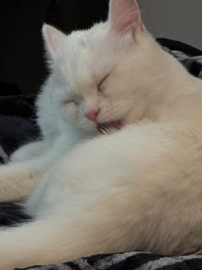 An extreme close-up, slightly blurry, photograph shows a white cat with its eyes closed and its tongue extended as if grooming. The cat's fur appears fluffy and its ears are pink. The cat is lying on a dark, patterned blanket. The background is dark and out of focus. The scene is indoors.