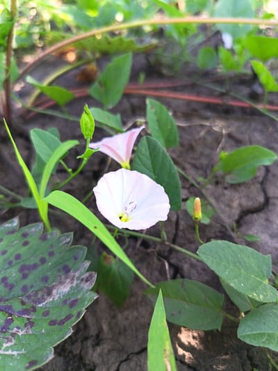 A close-up, eye-level shot captures a white bindweed flower in bloom, its delicate petals slightly curled, revealing dark stamens. The flower sits low to the ground amidst cracked, dry earth and various green leaves. To the left, a vibrant green blade of grass stands upright, while a larger, mottled green leaf with dark purple spots lies in the foreground. In the background, more green foliage and a thin, reddish stem are visible, creating a natural, outdoor setting. There are no people present. The scene appears to be in Egorovca, Moldova, characterized by the dry soil and sparse vegetation.