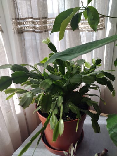 This media file captures a close-up view of a Christmas cactus plant in a terracotta pot, placed on a grey surface, likely a table. The plant is lush and green with segmented, flattened stems, some of which appear to be developing buds or small white flowers. Behind the plant, sheer white curtains with a decorative woven band are visible, suggesting an indoor setting near a window. Sunlight streams through the curtains, creating soft light and shadows. The overall scene evokes a sense of domestic tranquility, possibly a home or office environment. No people are visible. There is no discernible text within the image. The time of day appears to be daytime, given the natural light. The weather is not explicitly indicated but the lighting suggests it is sunny. The location is indicated as Darlington, United Kingdom.