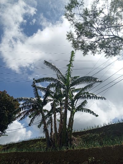 This outdoor photograph captures a vibrant, upward-looking view of a natural landscape in Hinabangan, Philippines. The central subject is a dense cluster of multiple banana trees, their thick trunks gathered together at the base. Their broad, dark green leaves extend upwards and outwards, with many fronds appearing segmented or slightly torn, characteristic of banana plants.

Above the banana trees, a bright blue sky dominates the upper half of the image, interspersed with numerous fluffy, white cumulus clouds, suggesting clear and fair weather. Several parallel utility lines or power cables stretch horizontally across the sky, intersecting with the foliage of the trees. Additional thinner lines are also visible, running diagonally.

On the upper right, a portion of a large tree with delicate, light green foliage and visible branches is silhouetted against the bright sky. Another dark green, densely leaved tree is partially visible on the far left of the frame.

In the foreground, at the very bottom, there is a dark, textured retaining wall or elevated earth bank. Above this, a sloped area is covered with numerous small, green plants, possibly cultivated crops like green onions, indicating agricultural activity.

The lighting suggests it is daytime, likely late morning or early afternoon, with ample sunlight illuminating the scene. No people are present, and there is no visible text in the image. The photograph conveys a sense of a lush, tropical environment.