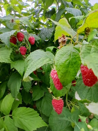 This is a close-up, low-angle shot of a raspberry bush with ripe red berries and green leaves. The berries are plump and have the characteristic segmented appearance of raspberries. Some leaves are vibrant green, while others are slightly lighter or appear to be in the process of drying. The focus is on the fruit and foliage, with the background softly blurred, suggesting natural lighting. The overall impression is one of natural abundance. The image appears to be taken outdoors, likely in a garden or a natural setting where raspberry bushes grow. No people, text, or specific time of day or weather cues are evident, beyond what is typical for outdoor growth. The location context of Кош-Дөбө, Kyrgyzstan, places this scene in a rural or natural landscape within that region.