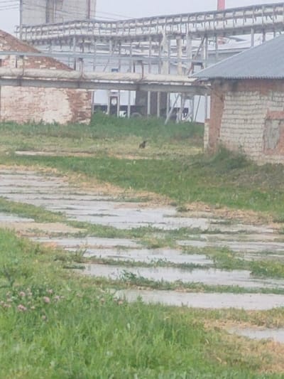 The image depicts an outdoor industrial or construction site. In the foreground, there is a patch of green grass with some small pink flowers, interspersed with paved areas that appear to have puddles or water accumulation. In the mid-ground, there is a dark-colored animal, possibly a dog, standing on the grassy area. Further back, there are several buildings constructed with bricks, some of which show signs of disrepair. One building has a grey roof and brick walls. Behind these, a large, unfinished structure with a metal framework and exposed beams is visible. The sky is overcast and grey. The scene appears to be located in the village of Kleshchevka, Russia, judging by the context provided.