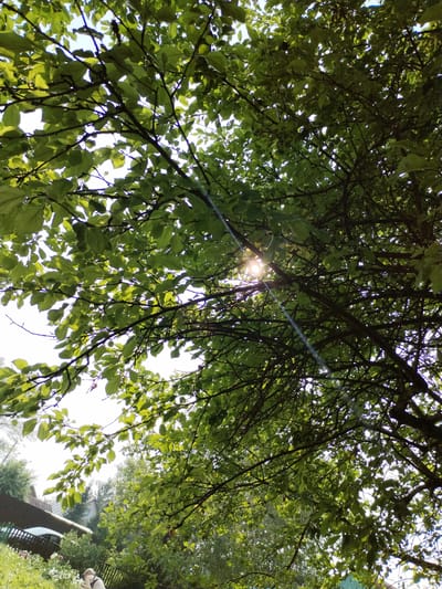 This image captures a natural scene from a low angle, looking upwards through the branches and lush green leaves of a tree. Sunlight filters through the foliage, creating a dappled effect and a bright lens flare. The sky is visible through the gaps in the leaves, appearing light and possibly overcast or hazy.

In the lower portion of the image, glimpses of a residential setting can be seen. A fence and a sloping embankment suggest a backyard or garden area. There are hints of buildings and structures on the embankment, as well as some greenery, including bushes and possibly flowers. The presence of a person, seen from behind and partially obscured by the foliage, indicates human activity within this outdoor space. The overall mood is serene and summery, with the sunlight and abundant leaves evoking a warm, pleasant day.

While specific details about the time of day are difficult to pinpoint precisely, the strong sunlight and lens flare suggest it is likely daytime, perhaps mid-morning or afternoon. The location cues, such as the style of fencing and architecture glimpsed on the embankment, alongside the mention of Novoomsky, Russia, provide context for the geographical setting. No visible text is present in the image.