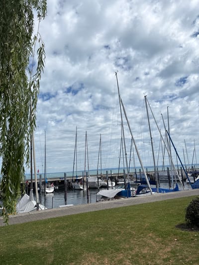 The image depicts a harbor scene in Rorschach, Switzerland, under a cloudy sky. In the foreground, lush green grass and a paved walkway are visible. The middle ground is dominated by a marina filled with numerous sailboats docked along a pier. Many of the boats are covered, while others have their masts and rigging visible. The water of Lake Constance shimmers in the background, with a distant shoreline visible under the diffused light of the overcast sky. The left side of the frame is partially obscured by the drooping branches of a willow tree, adding a natural element to the otherwise structured marina environment. There are no people or animals visible in the image.