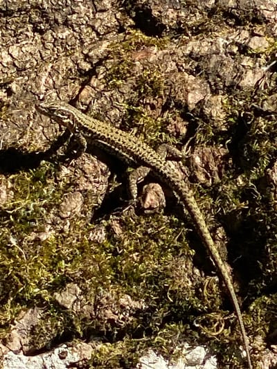 A lizard with a patterned body and a long tail is positioned diagonally on a textured surface of tree bark and moss. The lizard is facing left, with its head slightly raised. The bark is rough and brown, with visible crevices and variations in color. Patches of vibrant green moss are interspersed with the bark, particularly in the lower and right sections of the image. Sunlight casts shadows, creating a sense of depth and highlighting the textures of the environment. The scene is devoid of any human presence or artificial objects. The image was captured in Cortaillod, Switzerland.