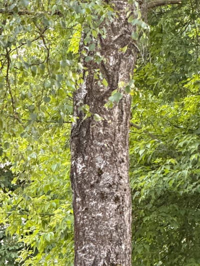 The image shows a close-up view of a tree trunk with rough, dark bark. The trunk is in the foreground, dominating the center of the frame. Behind the trunk, there is a dense foliage of green leaves from other trees. The lighting suggests it is daytime, possibly with dappled sunlight filtering through the leaves. There are no people or specific landmarks visible that would indicate a location in the city of Rudamina, Lithuania. The scene is purely natural, focusing on the texture and form of the tree and the surrounding vegetation.
