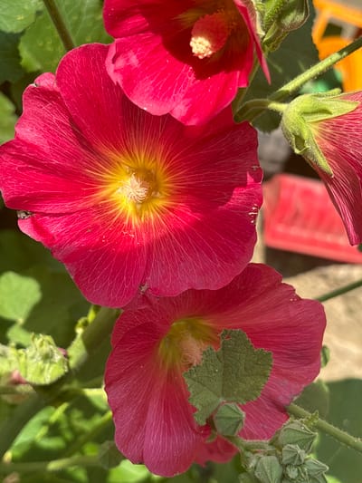 This is a close-up, outdoor photograph of several bright pink hollyhock flowers in full bloom. The flowers have delicate, crinkled petals with thin, dark red veins radiating from a bright yellow center. In the center of one flower, a cluster of fuzzy white stamens is visible. The petals of the flowers are a vibrant pink, transitioning to yellow at the base.

The background is blurred, showing green foliage and hints of other objects, including a red object that appears to be a garden tool or container, and a bright yellow object, possibly another garden item or structure. There are also several unopened green hollyhock buds visible, with a fuzzy texture. Some small green leaves are nestled amongst the flowers and buds.

The lighting suggests it is daytime, with sunlight casting shadows and highlighting the texture of the petals. The overall impression is one of natural beauty and a flourishing garden. No people are visible in the image. The setting is likely a garden in Zniatsovo, Ukraine. There is no visible text in the image.