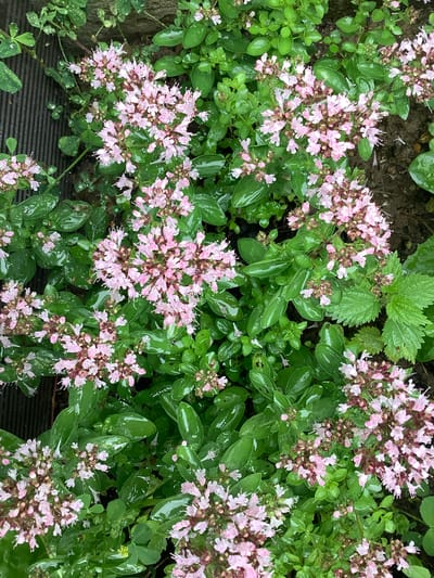 The image depicts a close-up, overhead view of a cluster of small, pink flowers and lush green foliage. The plants appear wet, suggesting recent rainfall. In the upper left corner, a portion of a dark, ribbed surface, possibly a wooden deck or fence, is visible. The background consists of dark soil and more green vegetation. The scene is likely a garden or natural outdoor setting within a city, but no specific location in Nikul'skoye, Russia can be determined from the visual information provided. There are no people or animals present in the image.