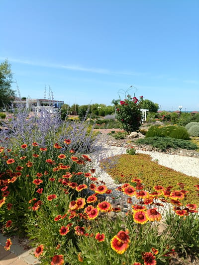 A vibrant garden under a clear blue sky is captured in this image. The foreground is dominated by a profusion of bright orange and yellow flowers, their petals reaching upwards towards the sun. Behind these, taller stalks of lavender-colored flowers create a soft, hazy backdrop. The garden is meticulously arranged with pathways of light-colored gravel and strategically placed rocks. Various shrubs and low-lying green plants fill the spaces between the flowering plants. In the mid-ground, a white pergola stands, partially obscured by a lush green tree. Beyond the garden, a few buildings with white roofs are visible, suggesting a resort or residential area. Further in the distance, the faint outline of buildings and trees hints at a coastal location, with a sliver of the sea visible on the horizon. The scene suggests a warm, sunny day, likely mid-morning or afternoon, due to the bright sunlight casting defined shadows and illuminating the colors of the flowers. The overall impression is one of tranquility and natural beauty, a well-maintained outdoor space designed for enjoyment. No people are visible in the image, and there is no visible text. The location is identified as Za Rodinu, Russia.
