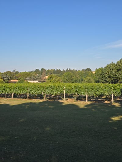 This image depicts a vineyard with a clear blue sky. The vineyard is characterized by rows of lush green grapevines supported by wooden posts, stretching into the distance. Adjacent to the vineyard is a manicured lawn, partially shaded by the trees and vines, casting dappled shadows. In the background, a gentle slope is covered with a variety of trees, creating a verdant landscape. A building with a reddish-brown roof is nestled among the trees, suggesting a rural or semi-rural setting. The scene appears to be bathed in the warm light of late afternoon or early evening, given the long shadows. The weather seems to be fair and sunny. There is no visible text in the image. The overall impression is one of tranquility and natural beauty in the Italian countryside.