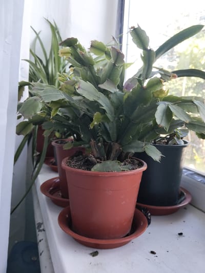 A close-up, eye-level shot captures a Christmas cactus in a terra cotta pot placed on a white windowsill. The cactus, with its flattened, segmented stems, is the primary subject, positioned slightly to the right of the frame. Behind it, a dark green pot containing another plant is visible, and further back, a taller, spiky green plant stands to the left, partially obscured by a white curtain. The windowsill itself appears somewhat dusty, with a few small dark specks scattered across its surface, suggesting a lapse in cleaning. Sunlight streams in from the right, illuminating the plants and casting soft shadows. The background reveals a blurred outdoor scene, hinting at trees and foliage. The overall impression is one of a domestic interior, likely a home environment in Edineț, Moldova, where houseplants are being cultivated near a window for optimal light.