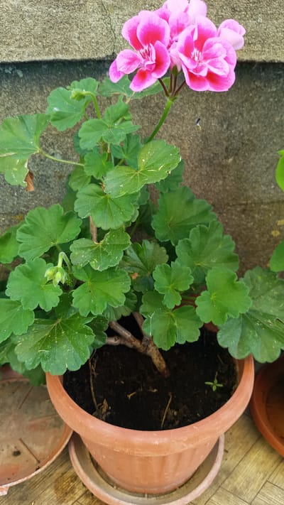 A close-up shot showcases a potted geranium plant with vibrant pink flowers and lush green leaves. The plant is situated in a terracotta pot, which rests on a wooden surface. In the background, a rough, textured concrete wall provides a neutral backdrop. A small insect is visible in mid-air near the flowers, adding a dynamic element to the otherwise still scene. The overall impression is one of a well-maintained garden in Stefan Karadzhovo, Bulgaria.