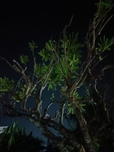 The media file shows a close-up, low-angle shot of a tree at night, with its branches extending upwards against a dark, almost black sky. The tree has a thick, gnarled trunk and many bare, twisted branches, some of which are mossy or textured. Small clusters of vibrant green leaves are scattered throughout the upper branches, providing a stark contrast to the dark bark and the night sky. The lighting on the leaves suggests they are illuminated from below or by a soft light source, possibly artificial, which highlights their fresh green color.
In the lower portion of the image, darker green foliage from other plants is visible, suggesting a dense, natural environment. The overall impression is one of a nocturnal scene, possibly in a garden or natural landscape. The dark sky indicates it is nighttime, and there are no visible weather elements. The image lacks any people, text, or specific location cues beyond the broader context of Bireuenmeunasahreuleut, Indonesia. The mood conveyed is somewhat mysterious and serene, focusing on the natural beauty of the tree illuminated in the darkness.