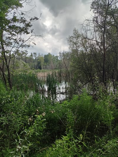 The image depicts a natural scene with a body of water, likely a pond or marsh, surrounded by dense vegetation. Tall reeds and grasses grow along the water's edge, with some submerged plants visible. The water's surface reflects the overcast sky and the surrounding foliage. In the background, a dense forest with various trees and shrubs forms the treeline. The overall impression is one of a wild, untamed natural environment. The specific location in Yuzhnyy, Russia, is not determinable from the image alone.