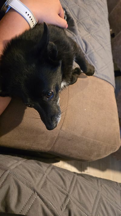 A close-up, high-angle shot shows a black dog resting on a brown fabric surface, possibly a cushion. The dog's head is tilted downwards, facing the viewer, with its eyes looking directly at the camera. Its ears are erect and pointed upwards. A person's arm and hand are visible on the left side of the image, gently resting on the dog and a white watch with perforated holes is worn on the wrist. The background consists of a quilted gray fabric, likely a blanket or throw. The scene is indoors, with ambient lighting. No specific location in Rudnik, Bulgaria, is identifiable from the visual information provided.