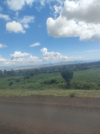 The image shows a landscape in the Kibirichia ward of Kenya. A paved road occupies the foreground. Beyond the road is a grassy area, followed by a field of green crops. A large, cactus-like plant stands prominently in the field. In the distance, trees and bushes are visible, transitioning into a hazy horizon with distant mountains. The sky is blue with scattered white clouds.