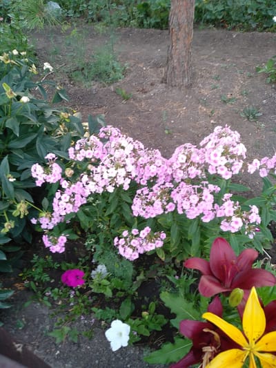 This is a full shot of a garden scene in Osakarovka, Kazakhstan. The foreground features a variety of flowers, including a cluster of pink phlox, a deep red lily, and a yellow lily. A single vibrant fuchsia flower is also visible. The background consists of dirt ground with scattered pine needles and a tree trunk. Green foliage surrounds the flowers. The lighting suggests it is daytime. There are no people or animals in the image.