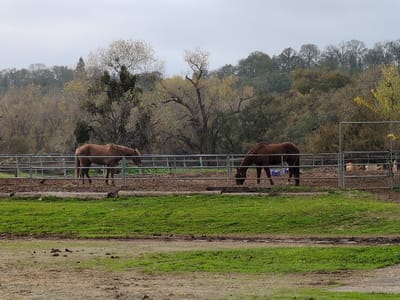 Two horses graze within a fenced enclosure. The horse on the left is light brown, while the one on the right is a darker brown. The fence is constructed of silver metal poles. Green grass covers much of the foreground, with bare dirt visible. Beyond the enclosure, a dense collection of trees with yellowing leaves fills the background. The sky is overcast and gray.