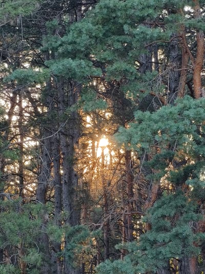 The image displays a close-up view of dense pine trees, with the sun shining through the branches, creating a dappled light effect. The trees are a mix of green foliage and rough, brown bark. There are no people or animals visible in the image. The setting appears to be a natural environment, likely a forest or woodland. There is no visible indication of this location being within the city of Shyroke, Ukraine, as the image itself provides no geographical markers or context. The focus is solely on the natural elements of the trees and sunlight.