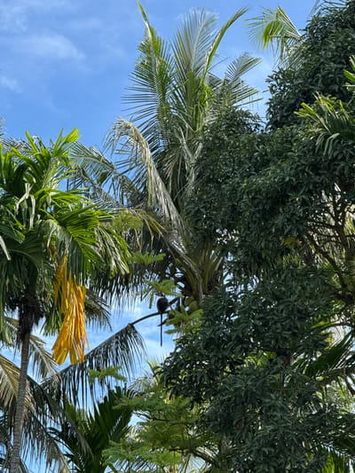 An eye-level, wide shot captures a cluster of lush palm trees against a clear blue sky with wispy clouds. The vibrant green fronds of various palm trees dominate the frame, with a single, striking yellow frond on the left-hand side adding a splash of contrasting color. In the middle ground, a monkey with dark fur is perched on a branch, its tail extending downwards. Surrounding the palm trees is a dense canopy of dark green foliage, likely from other trees and plants. In the lower left quadrant, a few green coconuts are visible, suggesting a tropical or subtropical environment. The scene is bathed in natural sunlight, creating a lively and natural outdoor setting, likely in a park or a natural reserve in Babahjurong, Indonesia.