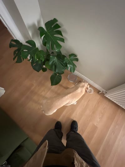 A top-down view shows a dog eating or drinking from a bowl next to a large monstera plant. The floor is wood. A person's legs and shoes are visible near the dog, and part of a green sofa is in the lower right corner. A radiator is on the wall near the dog.
