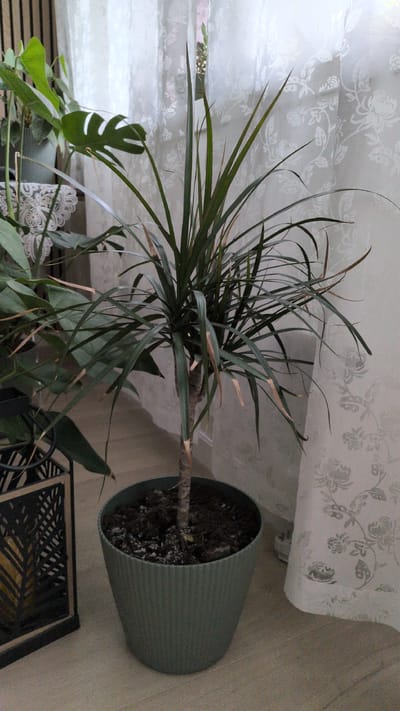 The media file is a photograph of a potted plant indoors, likely in a home. The plant, a Dracaena, has long, slender leaves that are a deep green color, with some browning and dryness at the tips, suggesting it may need watering or has been exposed to dry air. It is planted in a ribbed, cylindrical green pot filled with dark soil. The pot is placed on a light-colored, textured floor.
In the background, a white, patterned curtain is visible, possibly a window covering, with a floral or damask design. The lighting suggests it is daytime, but the indoor setting and the light filtering through the curtain indicate it might be overcast or the sun is not directly hitting the scene. To the left of the Dracaena, parts of other plants are visible, including a leaf that appears to be from a Monstera plant, characterized by its distinctive fenestrations. A white, lace-like decorative element is also partially visible near the base of the plants.
A black metal object with a patterned surface, possibly a decorative grate or stand, is on the floor in the lower right portion of the image. The overall impression is one of a domestic indoor plant display, possibly in a living room or sunroom, with the plants being the primary focus. There is no visible text in the image. The location context of Verdalsøra, Norway, does not provide specific visual cues within the image itself but suggests a Northern European setting.