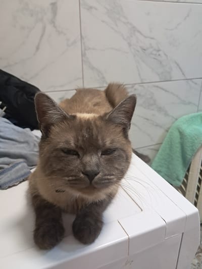 A domestic cat with gray-brown fur is lying on a white surface, possibly a washing machine, in an indoor setting. The cat is facing the camera with its eyes partially closed and its ears pointed forward. Its paws are resting on the surface in front of its body. In the background, a tiled wall with a marble pattern is visible, along with a black garment and a green towel. The scene appears to be a typical domestic environment, with no indication of any specific location in Kamenka, Moldova.