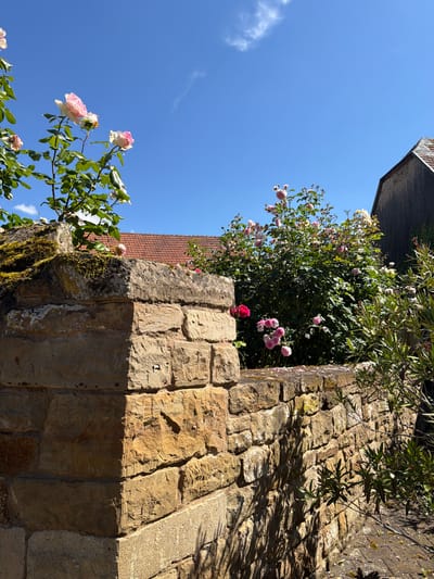 In Odernheim am Glan, Germany, a sun-drenched scene unfolds with a focus on a stone wall and flowering rose bushes under a clear blue sky. The stone wall, constructed from weathered, light-brown sandstone blocks, features visible mortar and a weathered texture. Moss grows in patches on the upper sections of the wall, particularly on a corner section in the foreground.

Behind the wall, a dense rose bush displays a profusion of pink and white roses in various stages of bloom, interspersed with lush green foliage. Several rose stems with pink and white flowers extend over the top of the wall, some reaching towards the sky. The vibrant colors of the roses contrast with the muted tones of the stone and the deep blue of the sky, which has a few wispy white clouds.

In the background, a portion of a building with a red-tiled roof is visible, suggesting a residential or agricultural setting within the town. To the right of the rose bushes, a tall, dark-colored building or structure stands, its surface textured and appearing somewhat aged. Another plant with slender, elongated green leaves is growing in front of this structure and partly obscures the view of the stone wall from this side. The ground visible in the lower right corner of the image appears to be paved with cobblestones or similar stone material, with scattered fallen rose petals on its surface. The overall impression is one of a peaceful, sunlit garden area, likely in a historic part of Odernheim am Glan. No people are present in the image.
