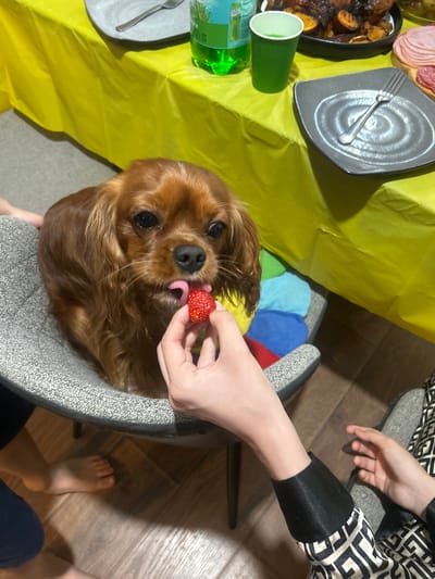 A Cavalier King Charles Spaniel dog with long, reddish-brown fur is the main subject of this image. The dog is sitting and has its tongue out, licking a strawberry that is being held by a person's hand. The dog's eyes are dark and expressive.

The setting appears to be an indoor gathering or meal, possibly a picnic or party, as indicated by a yellow tablecloth spread across a table. On the table, there are various food items, including sliced ham and salami on a wooden board, a bowl of food that looks like roasted sweet potatoes, and a green cup and a bottle of green liquid. A grey, circular plate with a fork is also visible.

The people in the image are partially visible. One person's hand is holding the strawberry for the dog. Another person is wearing a black and white patterned garment with a black collar. Two bare feet are visible on the floor, suggesting a casual setting. The floor is made of wood planks.

The lighting suggests it is daytime, possibly indoors with artificial lighting, as there are shadows. The overall mood appears to be one of affection and enjoyment, with the person feeding the dog a treat and the dog eagerly accepting it. There is no visible text in the image. The location context provided is Sapronovo, Russia.