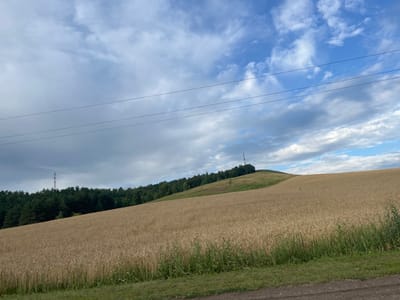 A wide shot shows a golden wheat field under a cloudy blue sky. The field slopes upwards towards a treeline of dark green conifers, with a tall, slender transmission tower visible on top of the hill. Three power lines stretch horizontally across the upper portion of the image. A grassy embankment with some wildflowers is visible in the foreground. The overall scene suggests an agricultural landscape. The image is an outdoor photograph taken during the daytime.