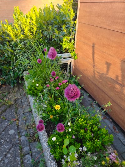 In Nieuw-Vennep, Netherlands, a raised flower bed is positioned next to a wooden structure and a brick wall, bathed in the warm light of the sun, casting shadows. The flower bed contains a variety of plants, including vibrant purple allium flowers, pink osteospermum, yellow wildflowers, and small white flowers, interspersed with lush green foliage. The ground around the flower bed is paved with grey interlocking bricks, with some patches of dry grass and weeds. The wooden structure appears to be part of a shed or fence, with horizontal planks. The overall scene captures a garden setting in what appears to be a residential area.