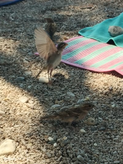 Three small birds are on a gravel surface near a striped mat and a blue cloth. One bird in the center is in mid-flight, with its wings outstretched. Another bird is to the lower right, facing left and slightly down. A third bird is in the background, slightly to the left and out of focus. The ground is covered with small grey and white pebbles. A pink and light green striped mat is visible in the upper right portion of the image, partially covered by a solid blue cloth. A light-colored stone is on the blue cloth. The scene appears to be outdoors in a natural or semi-natural setting, possibly in Krk, Croatia, given the timestamp visible in the lower left corner: "2026.06.29 11:17".