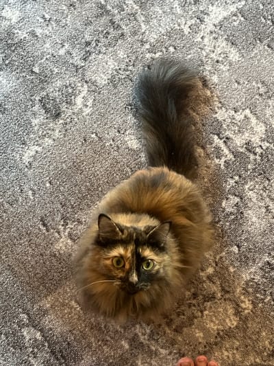 An overhead shot shows a tortoiseshell cat with long, fluffy fur sitting on a grey, speckled carpet. The cat's fur is a mix of brown, black, and orange, with a particularly fluffy tail. Its eyes are open and looking upwards, and it has white whiskers. A portion of a bare foot with painted toenails is visible in the bottom right corner of the image. The background is a textured carpet with a mottled grey and white pattern. There is no discernible information in the image that indicates the location in the city of Pamyati 13 Bortsov, Russia.