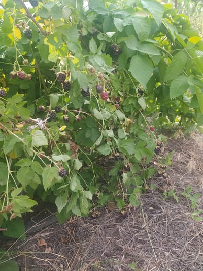 This is a close-up, eye-level, outdoor photograph of a blackberry bush laden with ripe and unripe fruit. The bush is dense with green leaves, some of which are slightly wilting or brown. Clusters of dark purple to black blackberries are visible, along with some lighter, reddish-purple berries, indicating different stages of ripeness. The branches of the bush are long and somewhat sprawling, with some supported by a light-colored wire or string that is tied around a thicker stem. The ground beneath the bush is covered in dry, brown grass and straw, with some patches of dark soil visible. The overall lighting suggests it is daytime, with sunlight filtering through the leaves. There are no people or animals visible in the frame. The scene appears to be a garden or a natural area within the village of Baraboi, Ukraine.