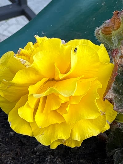 This is a close-up, outdoor photograph of a vibrant yellow begonia flower. The flower is the primary subject, with its densely packed, ruffled petals filling most of the frame. A small, dark insect, possibly a fly, is perched on one of the petals on the left side of the image. In the upper left corner, a portion of a fuzzy, brown and green plant structure, likely the begonia's leaves or stem, is visible. The background consists of dark, textured soil on the right and a blurred, out-of-focus green surface on the left, possibly a plant pot or railing. The lighting suggests it is daytime, and the image appears to be taken without a flash, indicating natural light conditions. The overall impression is one of botanical detail and a moment captured in nature. There is no visible text in the image.