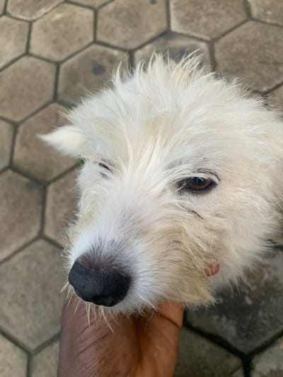 An overhead close-up shot features a fluffy white dog being petted by a person's hand on hexagonal paving stones. The dog's left eye is visible, with its brown iris reflecting light. Its wet fur is light yellow and white, with long strands around its face. The person's hand, with dark skin and visible veins, is supporting the dog's chin and nose. The background shows a pattern of gray hexagonal tiles and some blurred green vegetation. The location is Aketu-Oja, Nigeria.