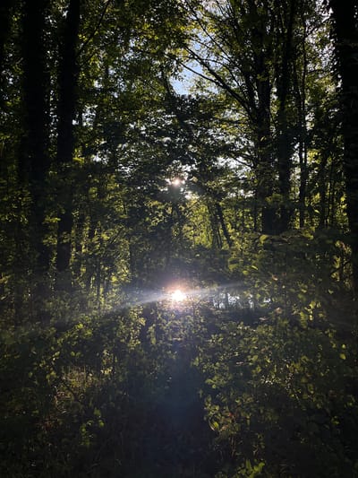 The image depicts a sun-drenched forest interior. Sunlight streams through the dense canopy of trees, casting dappled light and creating lens flare effects. The foliage is lush and green, with leaves and branches creating a layered, textured effect. The ground is covered in undergrowth, with some areas appearing darker due to shadow. The scene is natural and undeveloped, with no visible signs of human activity or man-made structures. The location is the city of Sonchamp, France, suggesting a rural or natural setting within or near the city.