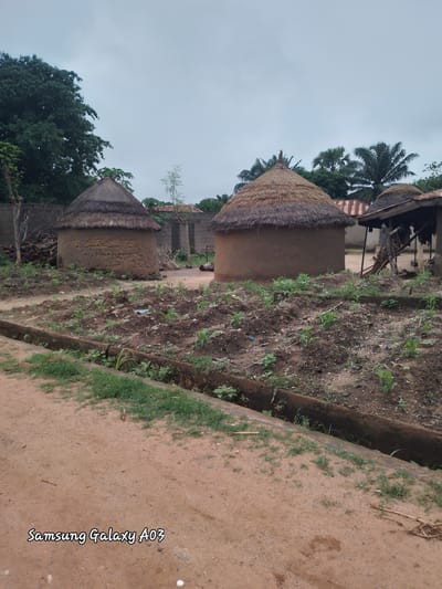 The image depicts a rural village scene in Dokan Tofa, Nigeria, characterized by traditional mud huts with thatched roofs. In the foreground, a cultivated plot of land is visible, with young plants emerging from the soil, separated by a concrete drainage channel. Two prominent mud huts, typical of the region's architecture, dominate the mid-ground. One hut is larger and more centrally positioned, while a smaller one is situated to its left. Behind the huts, further village structures and vegetation are present, including palm trees against an overcast sky. The overall impression is one of a tranquil, agricultural community.