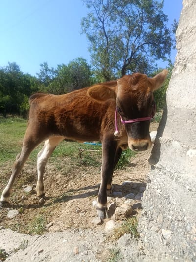 A young brown calf stands next to a rough, light-colored concrete structure. The calf is wearing a pink halter and is facing towards the right side of the frame, with its head slightly lowered. Its fur is short and appears somewhat shaggy. The ground beneath the calf is a mix of dirt, small rocks, and sparse green grass. In the background, there are green trees and a clear blue sky. A power line is visible stretching across the top of the frame. The setting appears to be an outdoor rural area. The location is identified as Bulak-Bashy, Kyrgyzstan.