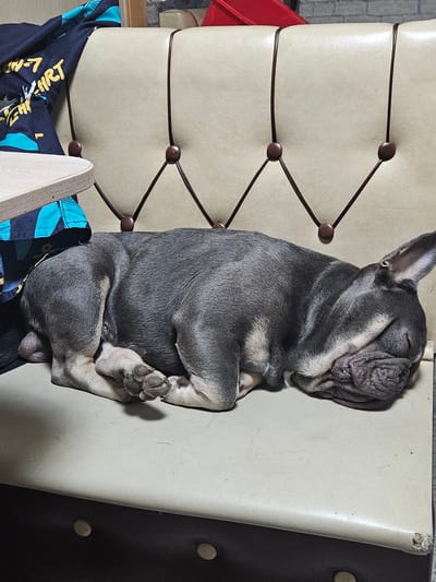 A French bulldog is sleeping on a light-colored upholstered couch. The dog is curled up, facing right, with its head resting on its paws. A dark blue and yellow patterned piece of fabric, possibly clothing, is draped over the left side of the couch, partially covering the dog's hindquarters. The couch has a diamond-stitched pattern created by dark brown straps and buttons. The image is taken from a slightly elevated perspective. The environment appears to be indoors, possibly a home. No specific details about Kurovo, Russia are visible in the image.