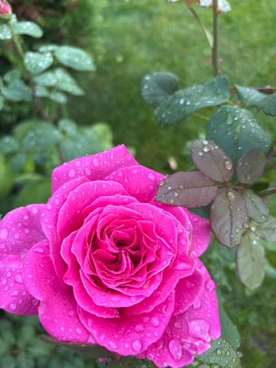 A vibrant pink rose, heavily laden with water droplets, is the central subject of this close-up photograph. The rose's petals are tightly furled towards the center, showcasing its intricate form. The surrounding foliage consists of green leaves, some of which also bear water droplets, suggesting a recent rain or dew. The background is a soft blur of green, indicating a garden setting. The image is sharp and detailed, focusing on the texture and moisture on the rose petals and leaves. There are no people or animals visible in the image. The scene appears to be an outdoor garden in the city of Bogorodsk, Russia, likely captured after a rainfall.