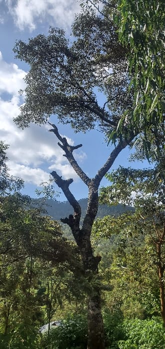 The image displays a natural outdoor environment in Kalongo, Kenya, dominated by dense vegetation under a partially cloudy blue sky. A tall, mature tree with a thick, textured trunk and dark green, dense foliage on its upper branches occupies the central and upper portions of the frame. Several lower branches of this tree have been recently pruned, leaving distinct stumps. To the right, part of a second tree with lighter green, elongated leaves is visible. In the background, forested hills or mountains rise, covered in continuous green canopy. A small section of a light-colored roof, likely belonging to a structure, is visible in the lower-left quadrant, partially obscured by foreground foliage. No individuals are present in the scene. The area is illuminated by natural daylight, indicating clear weather conditions.