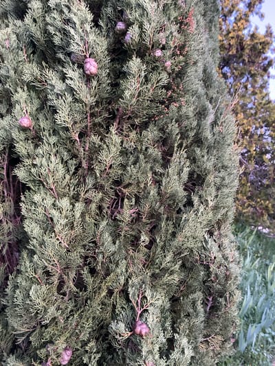 The image displays a close-up view of the dense, scale-like foliage of an evergreen tree, likely a species of cypress or juniper, situated in Bonnieux, France. The primary subject, occupying most of the frame, exhibits numerous small, green-blue leaves with reddish-brown underlying branches visible between the clusters. Several ovoid, light brown to purplish-brown cone-like structures, approximately 1-2 centimeters in diameter, are visible among the foliage, often appearing in small clusters. To the right, a portion of another tree with lighter, more yellowish-green foliage is visible in the background, out of focus. Below this background tree, indistinct green ground cover is present. The sky, visible in the upper right, is a clear, pale blue. No individuals or active subjects are depicted. The scene is illuminated by natural daylight.