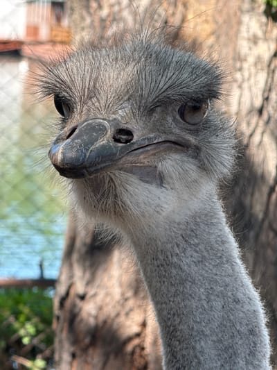 A close-up shot of an ostrich's head and neck fills the frame. The ostrich has grey feathers and dark eyes. Its beak is also dark, with visible details of its texture. The background features blurry elements of trees, vegetation, and a fence-like structure. The location in Kenbulun, Kyrgyzstan is not identifiable from the image.