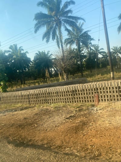 This image captures an outdoor scene under a bright, clear blue sky, likely in a rural or semi-rural area. The left side of the frame is dominated by numerous tall palm trees, suggesting a tropical or subtropical environment. A wooden utility pole with multiple power lines extends vertically through the upper left quadrant.
In the middle ground, stretching horizontally across the scene, is a substantial, neatly stacked pile of light-colored, hollow concrete blocks. This suggests the presence of building materials or a construction site. Adjacent to the concrete blocks, a small, rectangular wooden sign is planted in the ground. The visible text on the sign appears to be "E-10-E", possibly indicating a lot number, marker, or code.
The ground in the foreground and extending towards the right is a dry, earthy surface, appearing like a dirt road or barren land, with sparse patches of dry grass and foliage. No people or animals are visible, and there is no discernible activity taking place. The scene depicts a static landscape under clear daylight, combining natural elements like palm trees with human-made structures and materials.