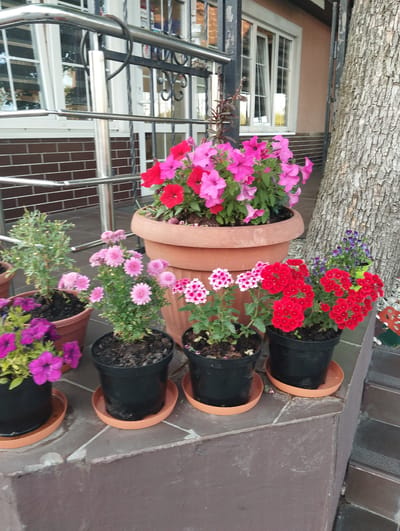 This media file captures a collection of potted flowers arranged on a tiled surface in front of a building. The scene is outdoors, with a large tree trunk visible to the right, suggesting a natural or semi-natural setting. The building has a brick base and windows, with a metal railing and dark vertical posts indicating an entrance or porch area.
The foreground is dominated by various potted plants. A large terracotta pot in the center holds a cluster of bright pink petunias. To the left, a black pot contains vibrant purple petunias. Beside the pink petunias, a smaller pot holds delicate light pink mums. Further to the right, two black pots each display clusters of small red flowers, possibly geraniums or verbena. Another small pot with tiny blue flowers is also visible.
The flowers are in full bloom, suggesting a warm weather season, likely spring or summer. The lighting indicates daytime, possibly late morning or afternoon, with soft shadows present. The overall impression is one of a well-maintained outdoor space adorned with colorful floral arrangements. There are no people visible in the image, and no text is discernible. The setting appears to be a residential or commercial property, given the building's architecture and the organized display of potted plants. The tiled ground and the building materials provide further context for the location.