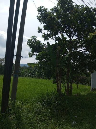 The image presents a daylight scene in a rural or agricultural area of Namthoung, Laos. In the foreground, two vertical utility poles stand on the left, one dark and the other lighter concrete with a visible blue marking and a horizontal wire attachment. Multiple power lines traverse the upper portion of the frame, extending from these poles. The ground beneath the poles and across the lower portion of the image is covered in dense, unkempt green grass and weeds. The midground is dominated by a large, cultivated field of vibrant green rice paddy. Behind the rice field, a cluster of tall, leafy green trees and several distinct banana plants are visible. In the distant background, faint outlines of mountains or hills are discernible beneath a partially cloudy sky. A light-colored building structure is partially visible on the far right edge of the frame, partially obscured by foliage. No individuals or active movements are depicted in the scene.