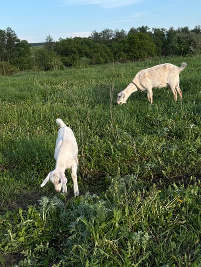 The image shows two goats in a grassy field in Ленино, Russia. One goat is a mature, light-colored goat with a dark collar. The other goat is a smaller, white goat, likely a kid. Both goats appear to be grazing or resting in the grass. The background features trees and a blue sky. The setting is rural or agricultural.