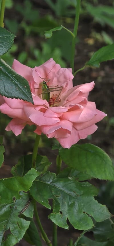 A vertical photographic image captures a fully bloomed pink rose positioned centrally in the foreground. A green Tettigoniidae, identifiable by its elongated antennae and slender body, is situated deep within the rose's petals near the stamens. Below the rose, several green leaves are visible, some exhibiting irregular perforations consistent with herbivorous insect damage. A small, striped larva (caterpillar) rests on one of these damaged leaves in the lower-left quadrant of the frame. The background consists of out-of-focus green foliage and dark earth, illuminated by natural, diffuse light. This scene occurred in the city of Partizanin, Bulgaria.